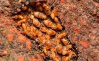 Termite Control Brisbane image 12